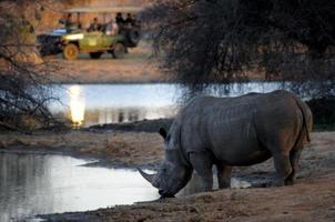 rinoceronte bianco che beve, avvistamento da una macchina da safari