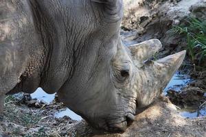 grande rinoceronte africano