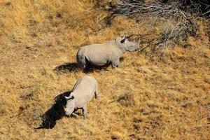 coppia di rinoceronti bianchi foto