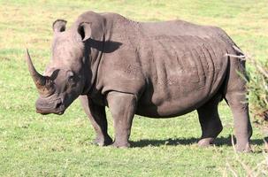 ritratto di rinoceronte bianco foto