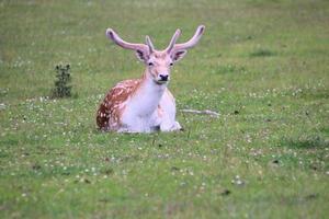 un primo piano di alcuni daini in campagna foto