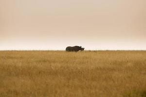 rinoceronte nero in pericolo di estinzione nella savana africana foto