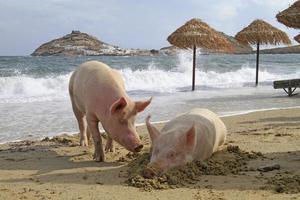 maiali che si rilassano su una spiaggia a mykonos foto