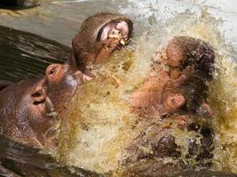 due ippopotami combattenti (hippopotamus amphibius)