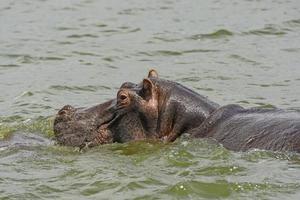 ippopotamo nel fiume Nilo