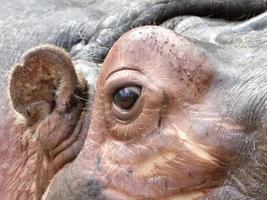 ippopotamo (hippopotamus amphibius) foto