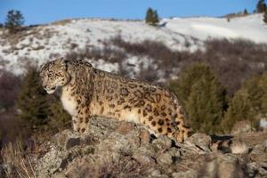leopardo delle nevi foto