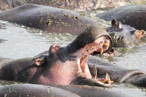 enorme ippopotamo maschio che sbadiglia in una piscina foto