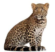 leopardo, panthera pardus, sei mesi, seduto, sfondo bianco. foto