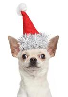 cucciolo di chihuahua in cappello rosso di Natale
