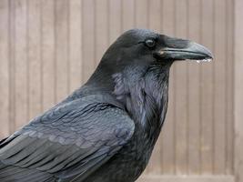 primo piano del corvo
