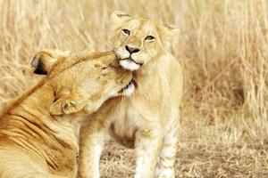 cucciolo di leone Masai Mara