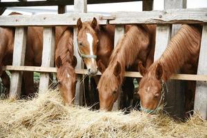 bellissimi giovani cavalli che condividono il fieno nell'allevamento di cavalli foto