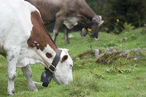 mucca che mangia foto