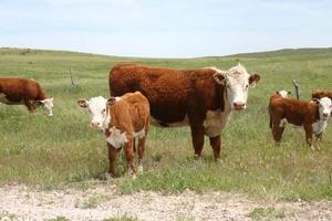 mucche del Nebraska foto