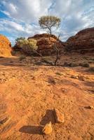 vista drammatica dell'albero solitario nel canyon del re del territorio settentrionale dello stato dell'Australia nell'entroterra. foto