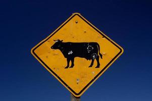 segno di mucca