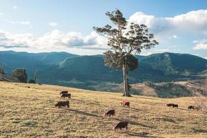 mucche dell'outback foto