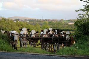 mucche che guardano oltre il cancello