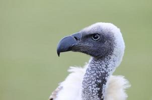 avvoltoio dal dorso bianco africano. foto