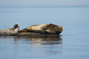 foca madre e burattino posa su roccia nel Baltico foto