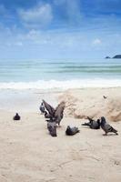 piccioni in spiaggia foto