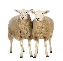due pecore su sfondo bianco foto