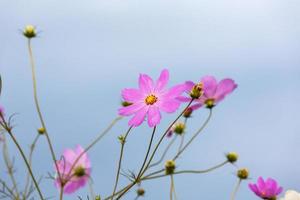 fiori di cosmo rosa contro il cielo foto