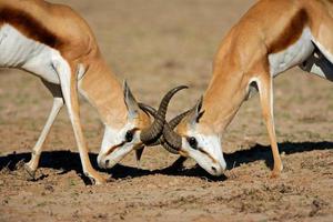 combattimento antilopi antilope saltante