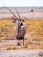 antilope gemsbok nell'erba gialla