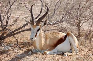 antilope antilope saltante (antidorcas marsupialis) foto