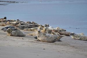 gruppo di foche grigie