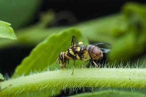 vespa del giardino foto