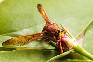 vespa insetto. foto
