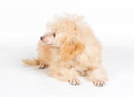 Ritratto di cucciolo di barboncino albicocca su sfondo bianco foto