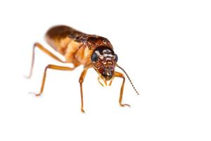formica bianca termite isolata foto
