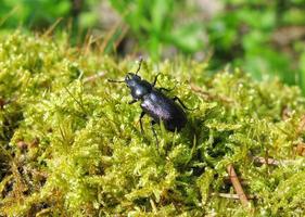scarabeo blu insetto in muschio