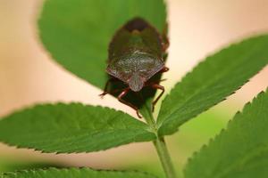 insetto dello scarabeo sulle foglie verdi foto