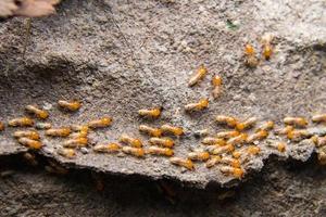 termiti foto