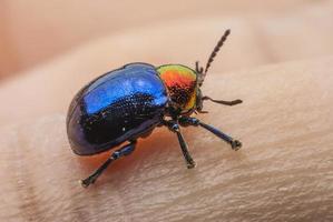 macro bug colorato