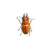 scarabeo isolato su sfondo bianco