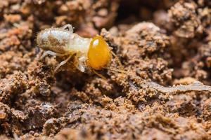 giovane termite foto