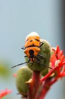 bug gioiello (famiglia scutelleridae)