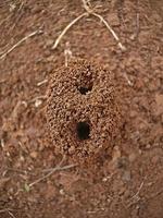 nido di formiche rosse comuni foto