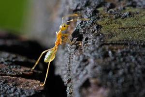 formica curiosa albero verde foto