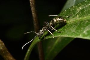 formiche nere che mangiano. foto