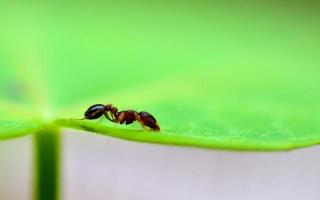 formica su una foglia