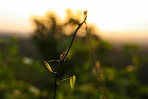 formica su un ramo nella giungla peten guatemala