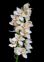 orchidee bianche
