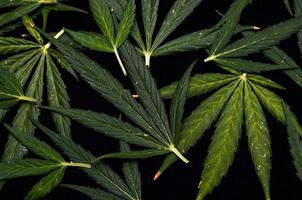 sfondo di foglie di cannabis foto